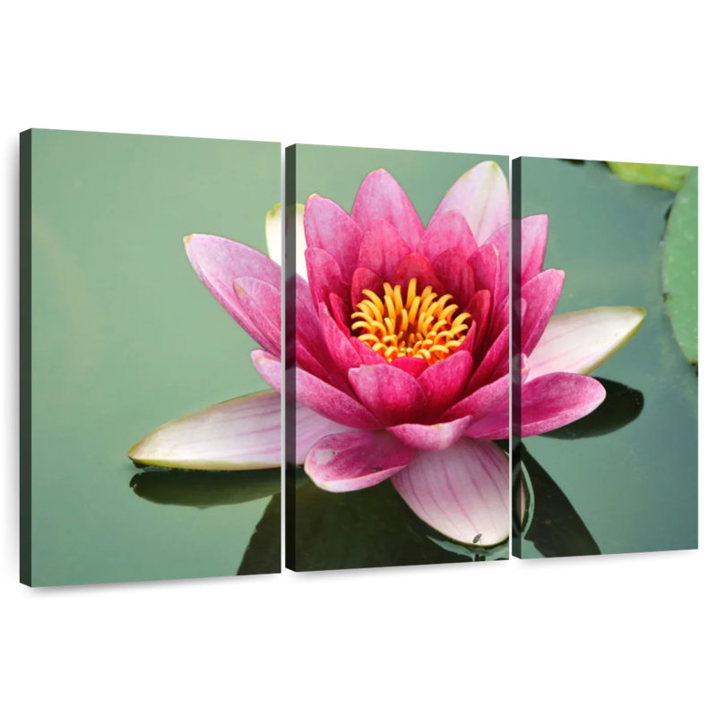 Harnek lotus japonais, H 32 po x l 50 po