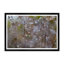 Dew Drops Framed Photographic Print