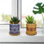 Caludia Ceramic Pot Planter