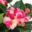 Hortensia artificiel vert et rose 25,75 po