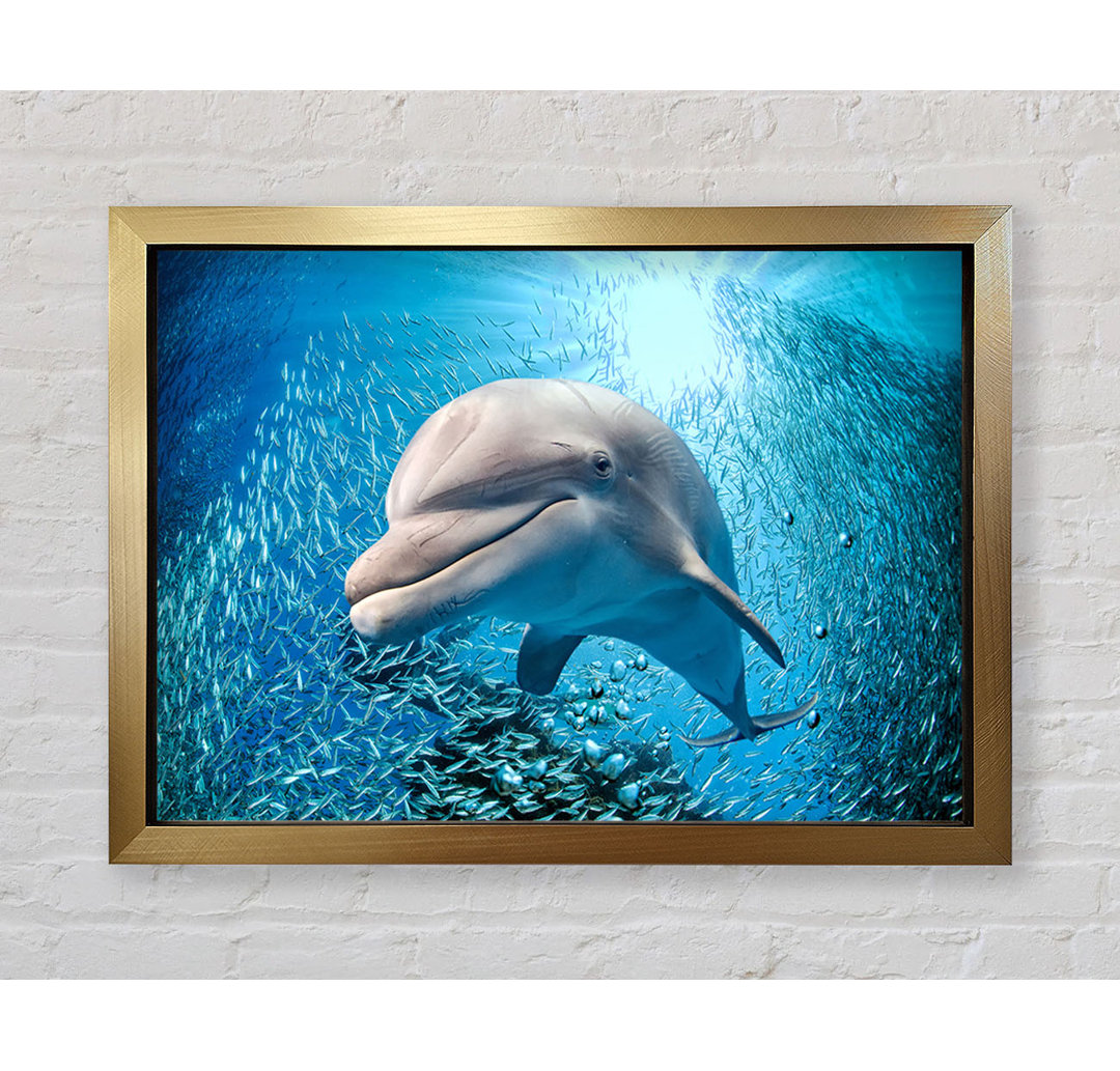 Dolphin Dinner Time - Einzelner Bilderrahmen Kunstdrucke