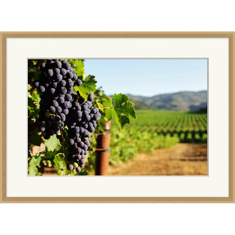 Ripening Grapes 1 Print by Nathan Turner