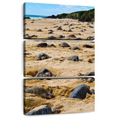 Brampt Nesting Turtles