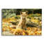 Art mural en verre acrylique épique «Sleepy Fall Fox» par Carrie Ann Grippo-Pike, 36 po x 24 po-985660978