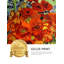 Coquelicots et marguerites rouges-782045648-782045661