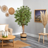 72'' Faux Maple Tree in Burlap, Cotton Planter