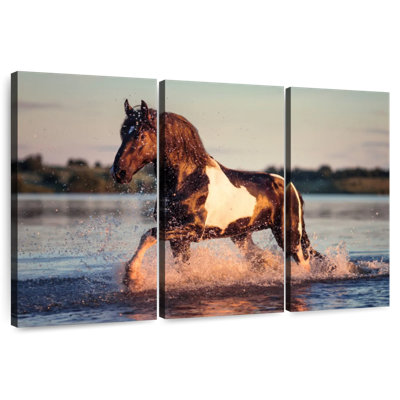 Appaloosa Horse In Water