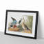 Shoveller Duck by John Audubon - Picture Frame Painting Print-55619049-55619047