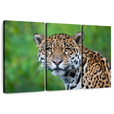 Jaguar Gaze