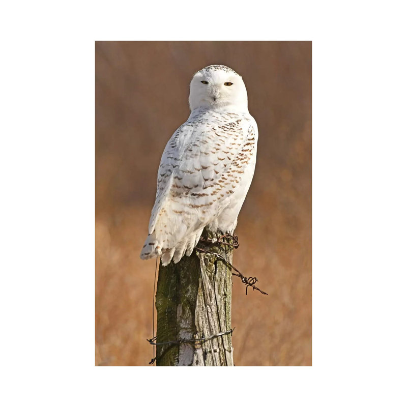 Snowy Owl by Brian Wolf - Wrapped Canvas Print, 66.04cm H x 45.72cm W x 1.91cm D