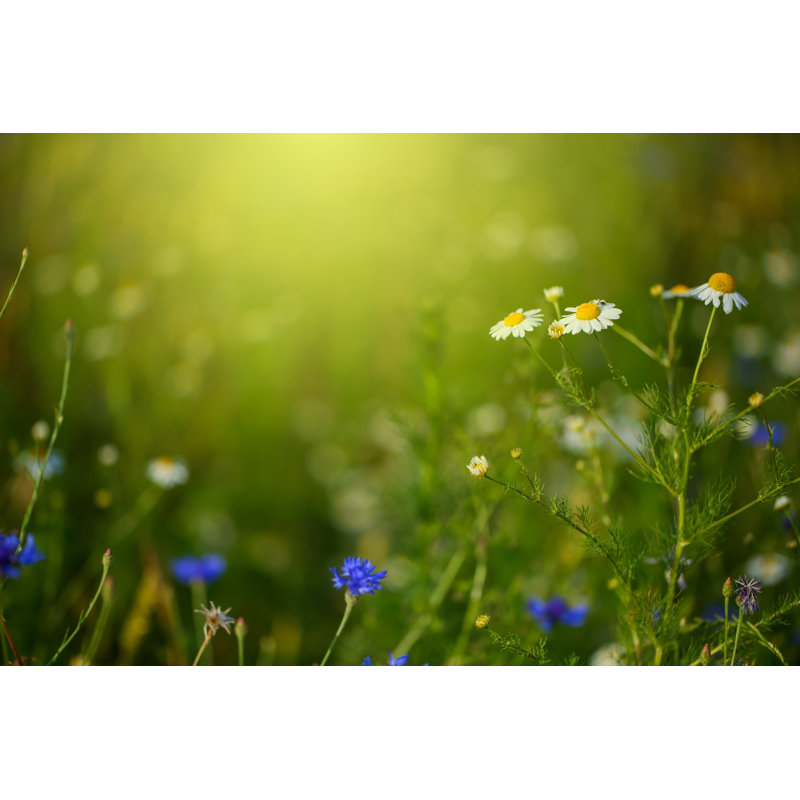 Fleur de printemps par Bgfoto, H 12 po x l 18 po