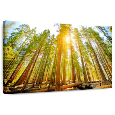 Alvord Yosemite National Park Groves