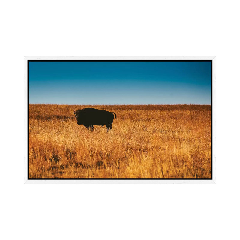 Wild Buffalo by Bethany Young - Print on Canvas, 45.72cm H x 66.04cm W x 3.81cm D, White Framed