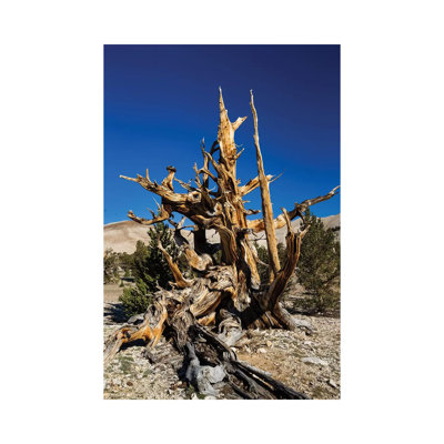Ancient Bristlecone Pine Forest, White Mountains, Inyo County, California, USA V 1 Piece Wrapped Canvas Wall Art