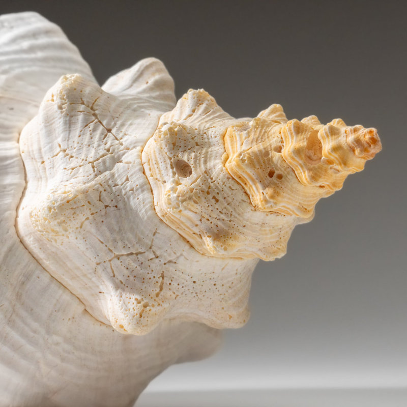 Genuine Horse Conch Shell (2 Lbs)