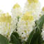 Hyacinthe en pot Uttermost Sincerity