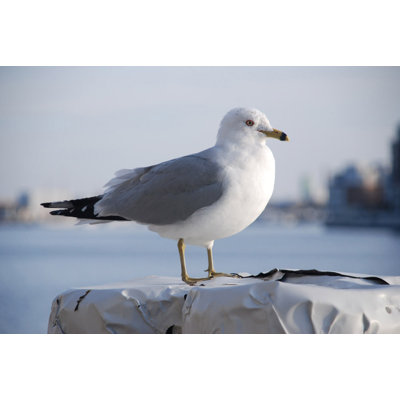 " Gray Seagull Portrait "