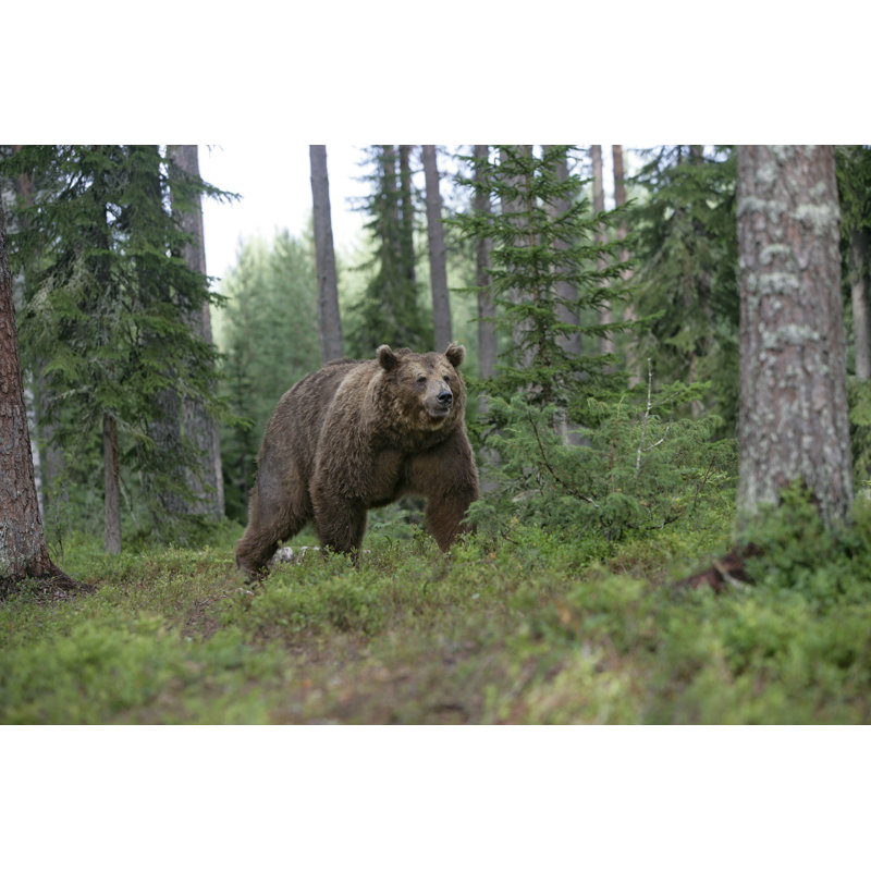 Ours brun européen - photographie sur toile tendue, L 12 po x H 8 po
