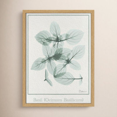 Jeanette "Basil Ocimum Basilicum" Painting