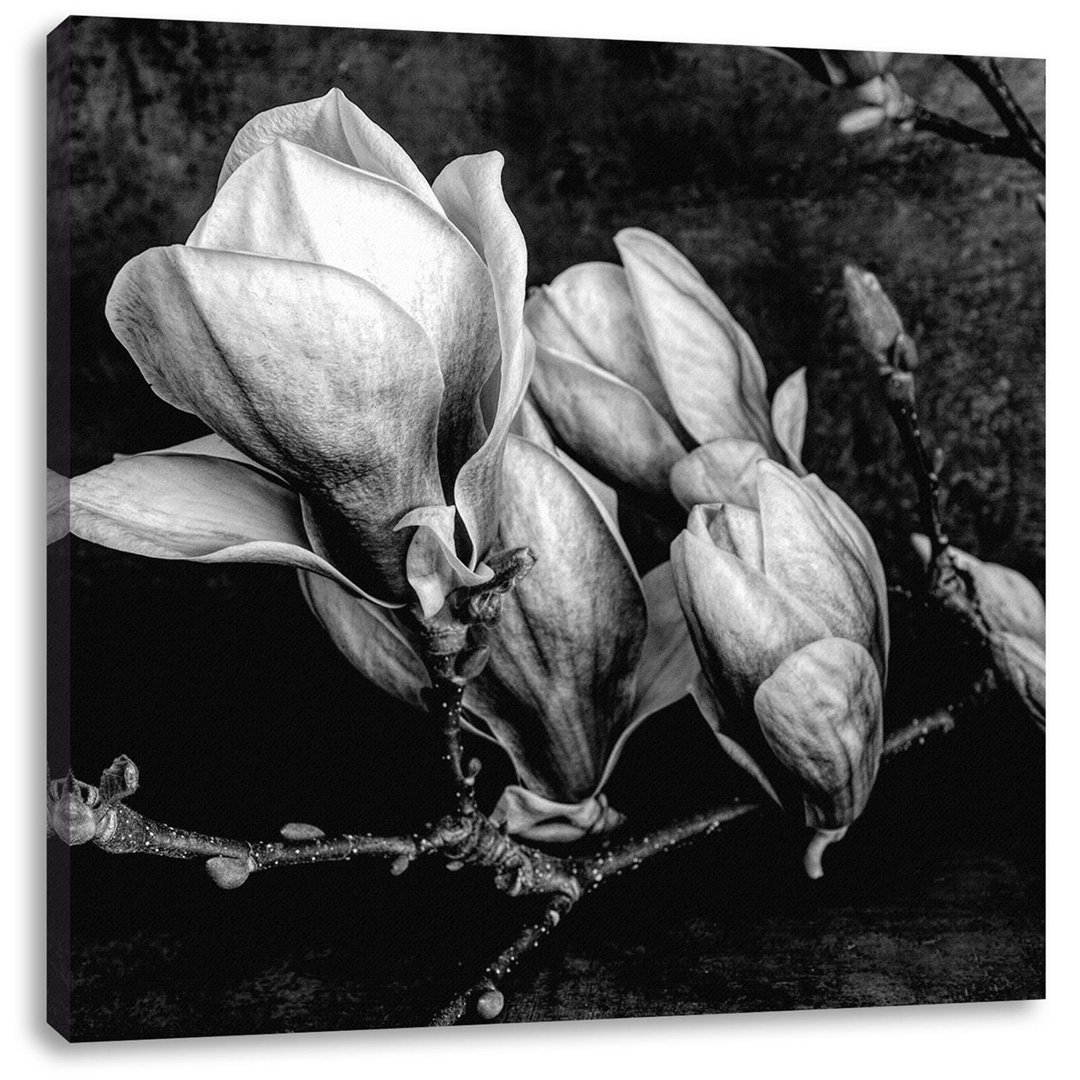 Leinwandbild Blooming Magnolia isoliert