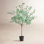 55" Eucalyptus Tree in Pot