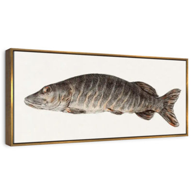 Brochet