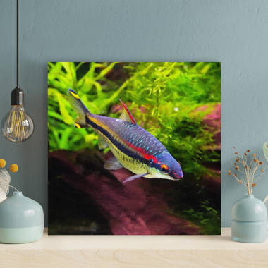 Reef Scene Tropical Fish Photo Photograph Cool Fish Poster Aquatic Wall  Decor Fish Pictures Wall Art Underwater Picture of Fish for Wall Wildlife  Reef