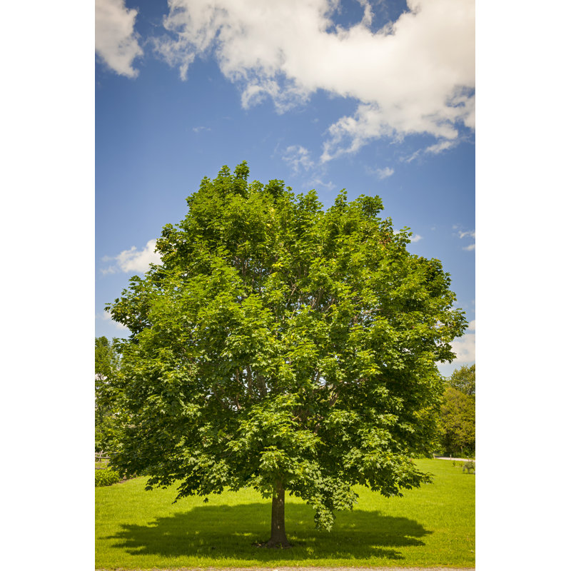 Maple Tree In Summer Field by Elenathewise - Wrapped Canvas Print, 46cm H x 30cm W