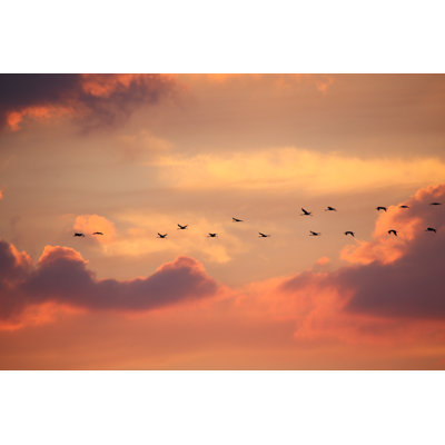 " Birds In Flight " by Kemsab