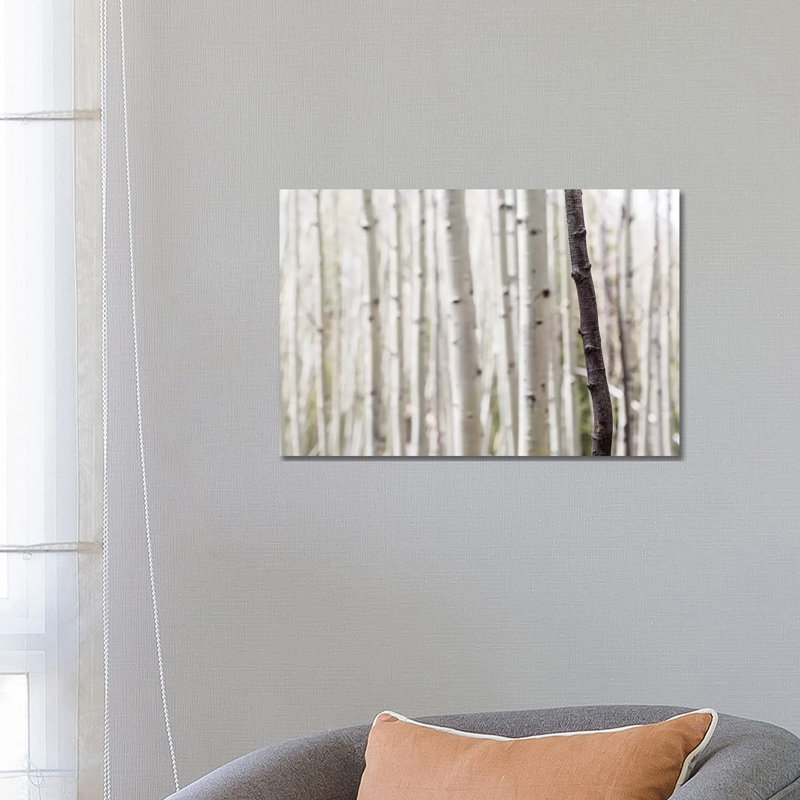 Single Birch Tree Trunk, 45.72cm H x 66.04cm W