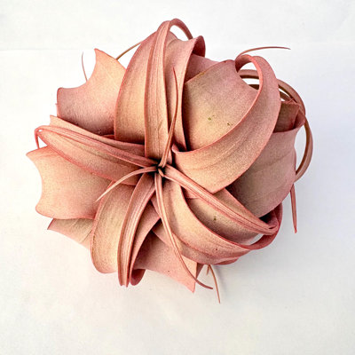 Air Plant Xerographica 2PK 4"-5"