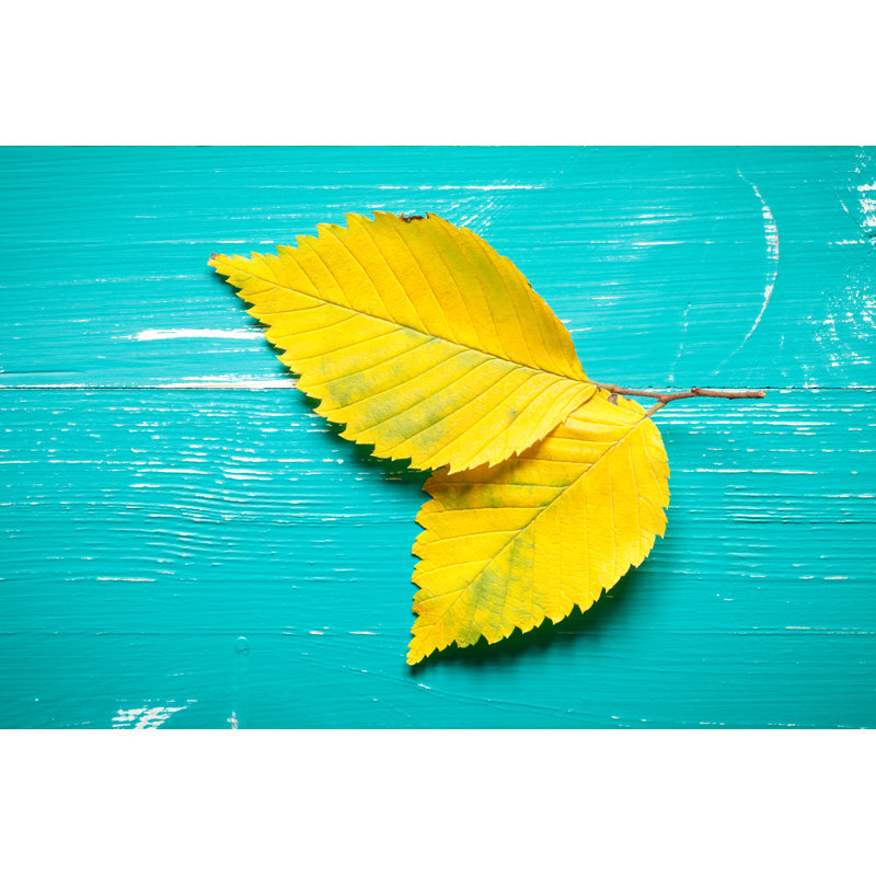 Autumn Elm Leafs by Xxmmxx - Print, 81cm H x 122cm W