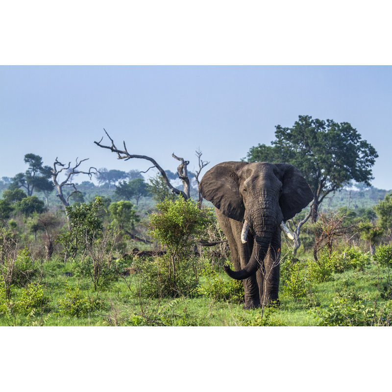 Éléphant d'Afrique - photographie sur toile tendue, H 8 po x l 12 po