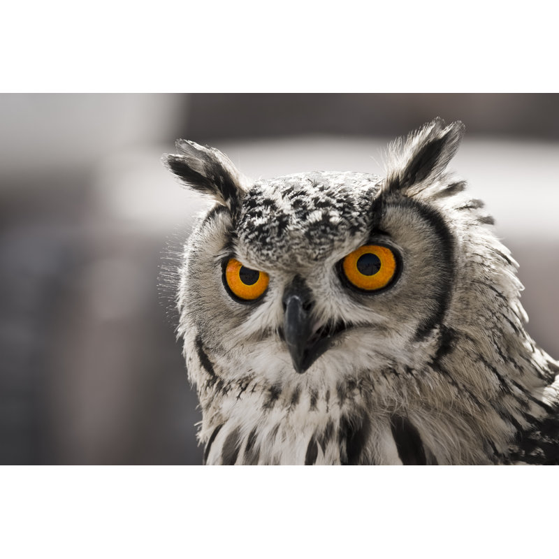 Hypnotic Owl par Zothen - photographie sur toile tendue, L 12 po x H 8 po