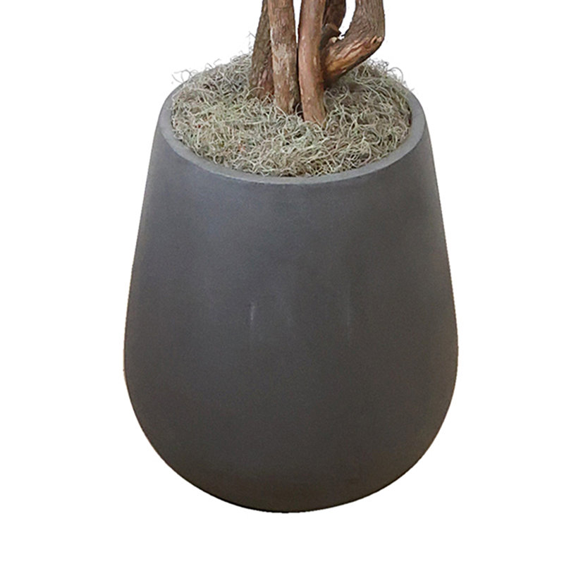 Manila Mountain Fern Tree in Fiberstone Pot