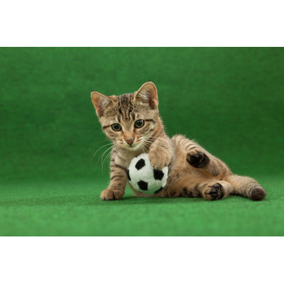 Successful Cat Goal Keeper by W-Ings