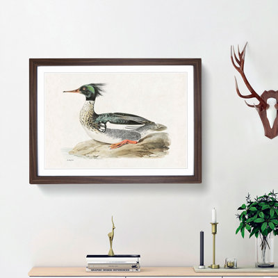 Merganser Diving Duck by Von Wright - Framed Print