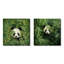 Feuillage Peekaboo Panda I - Panda-1264353863