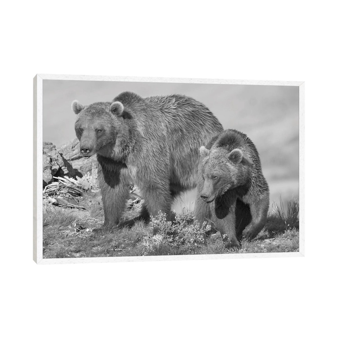 Grizzly Bear Mother With A One Year Old Cub, North America von Tim Fitzharris - Gallery-Wrapped Canvas Giclée