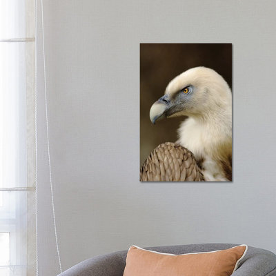 Griffon V 1 Piece Wrapped Canvas Wall Art