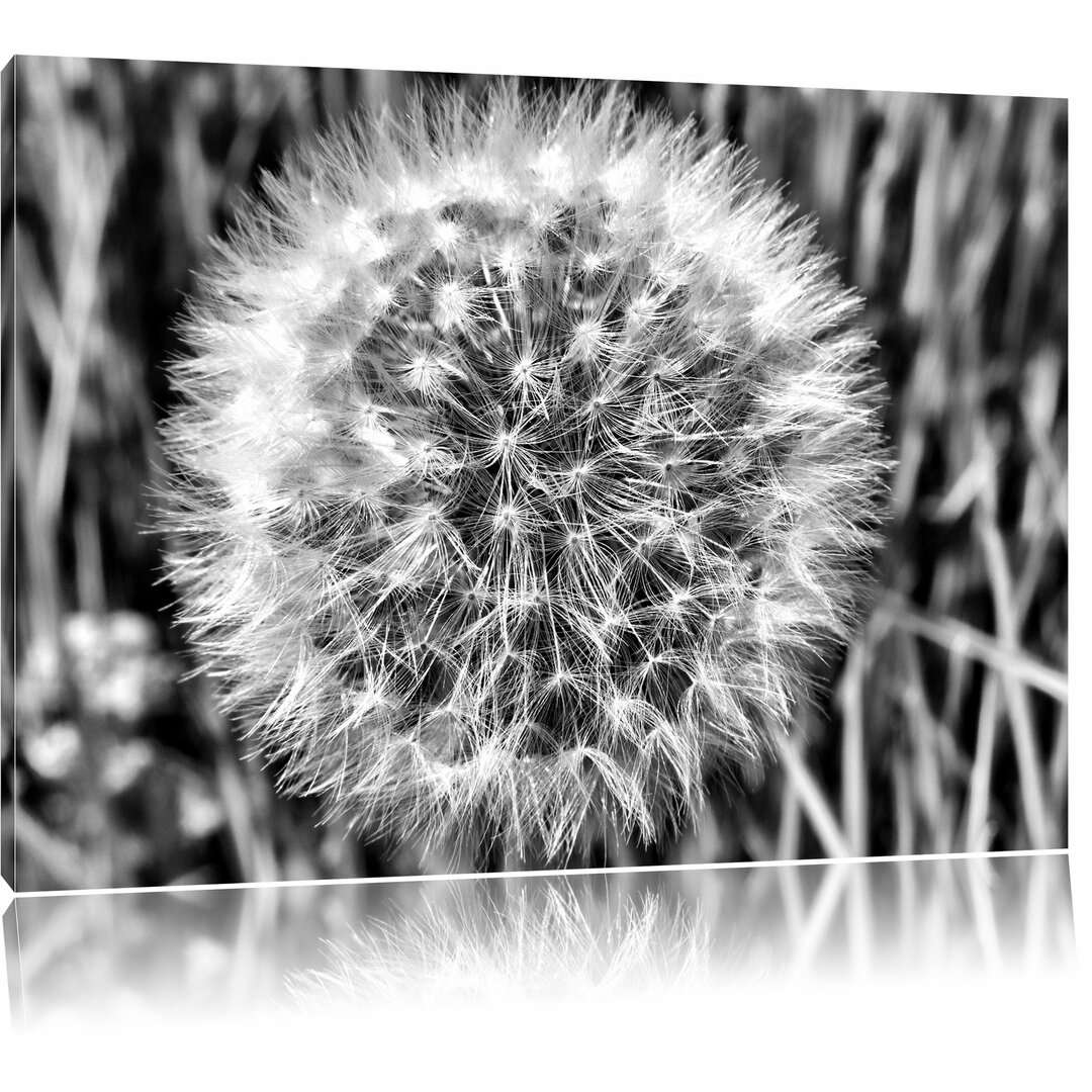 Leinwandbild Klassische Pusteblume in Monochrom