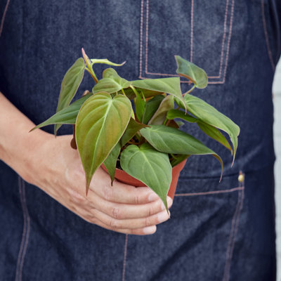 House Plant Shop Live Philodendron Plant