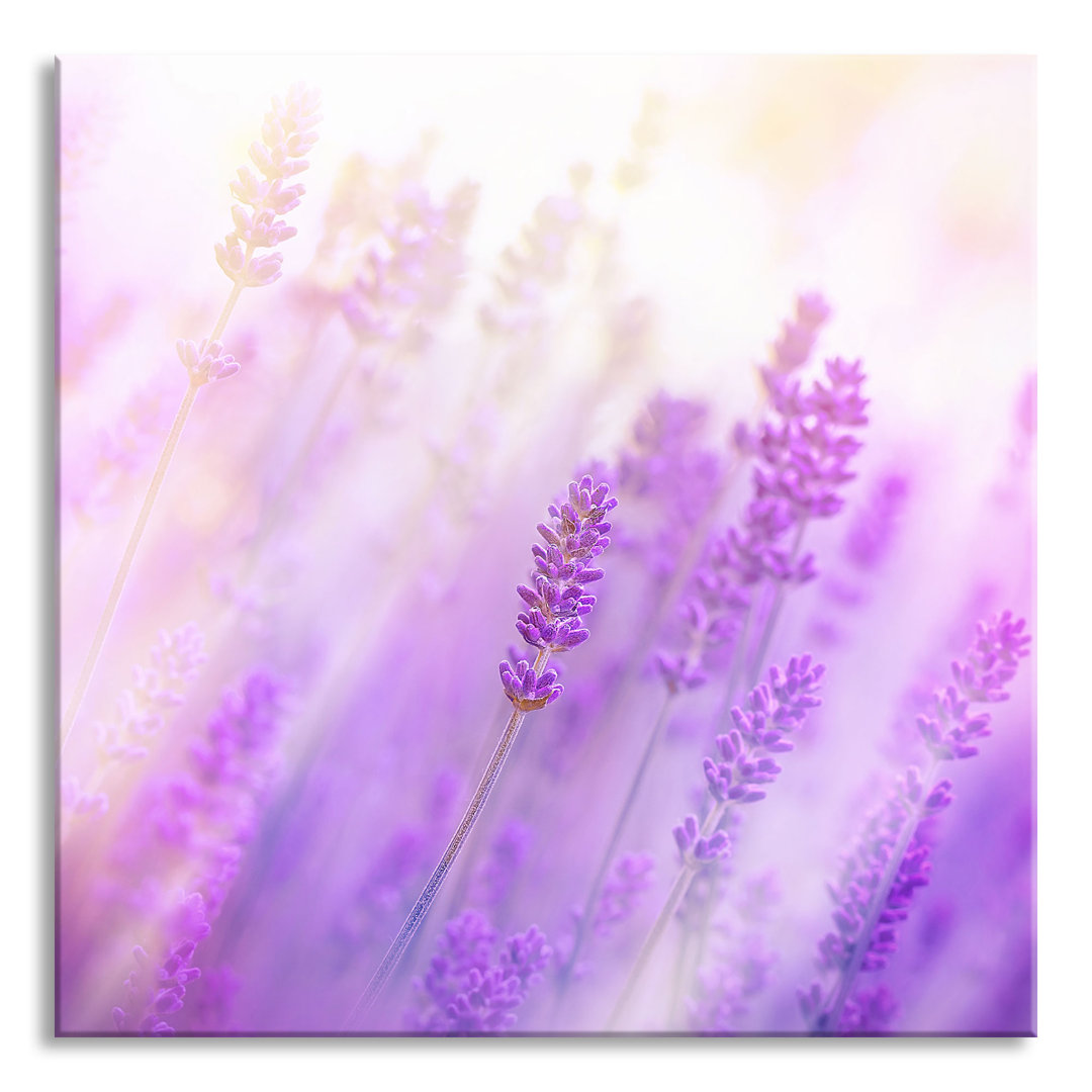 Ungerahmtes Foto auf Glas "Beautiful Lavender in Soft Light"