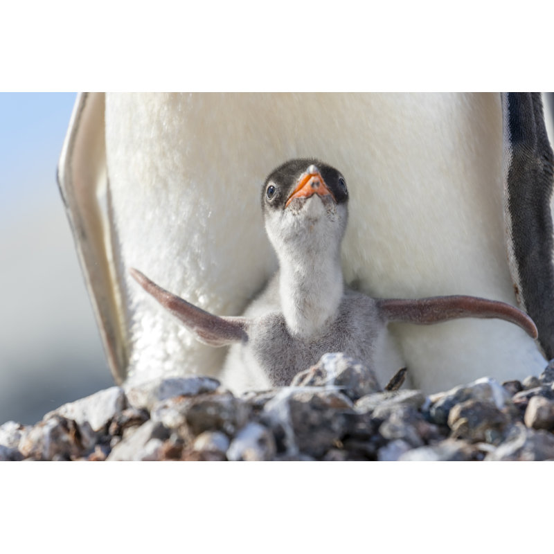 Gentoo Penguin Chick And Parent by Andrew Peacock - Wrapped Canvas Print, 30cm H x 46cm W