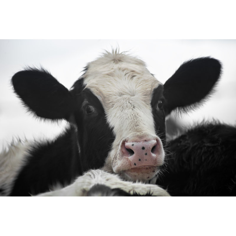 Black and White Cow by Percds
