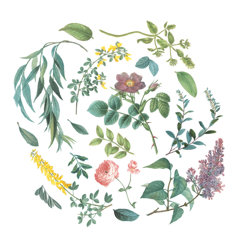 Victorian Garden Bright I by Wild Apple Portfolio - Wrapped Canvas Painting, 122cm H x 122cm W