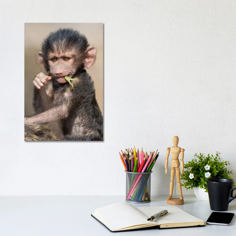 Baboon Baby Vertical by Mogens Trolle - Wrapped Canvas Print, 20.32 cm H x 30.48 cm W