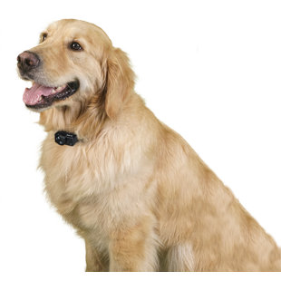 Premier Pet Wireless Dog Collar