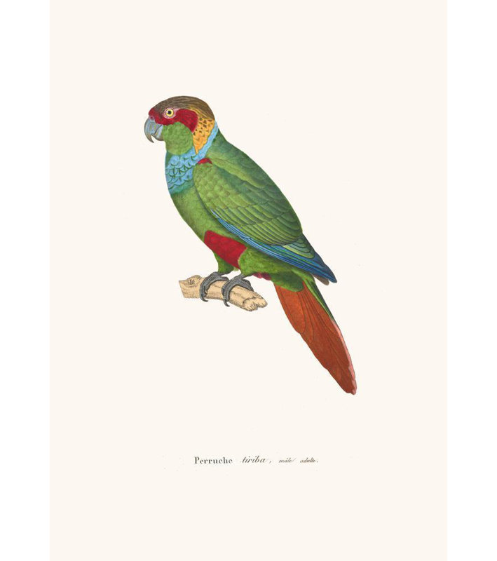 «Tiriba Parakeet» par Coenraad Jacob Temminck - Art mural sur toile tendue avec châssis, H 24 po x l 17 po
