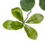 Faux Aralia Tree-Faux Aralia Tree-8'-150141452